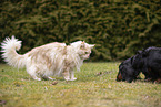 Maine Coon and dog