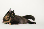 Maine Coon