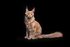 Maine Coon