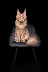 Maine Coon