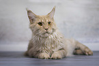 Maine Coon