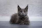 Maine Coon kitten