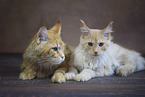 Maine Coon