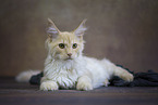 Maine Coon