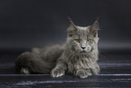 Maine Coon kitten