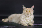 Maine Coon