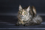 Maine Coon