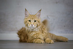 Maine Coon