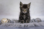 Maine Coon kitten