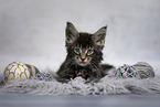 Maine Coon kitten