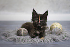 Maine Coon kitten