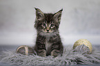 Maine Coon kitten