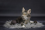 Maine Coon kitten