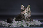 Maine Coon kitten