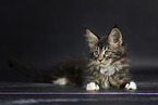 Maine Coon kitten