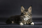 Maine Coon kitten