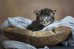 Maine Coon kitten