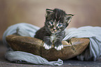 Maine Coon kitten