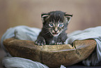 Maine Coon kitten