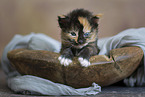 Maine Coon kitten