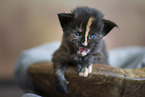 Maine Coon kitten