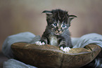 Maine Coon kitten