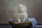 Maine Coon kitten