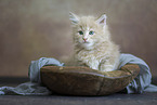 Maine Coon kitten