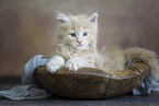 Maine Coon kitten