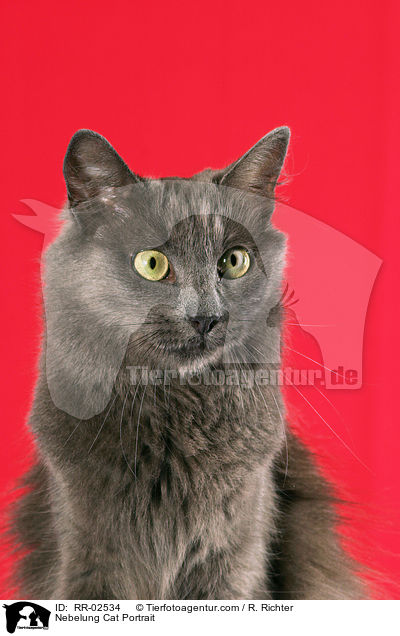 Nebelung Portrait / Nebelung Cat Portrait / RR-02534