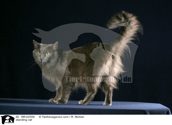 stehende Nebelung / standing cat / RR-02559