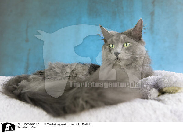 Nebelung Cat / HBO-06016