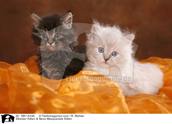 Sibirisches Ktzchen & Neva Masquerade / Siberian Kitten & Neva Masquerade Kitten / RR-14336