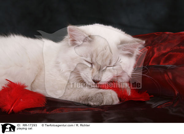 spielende Katze / playing cat / RR-17293