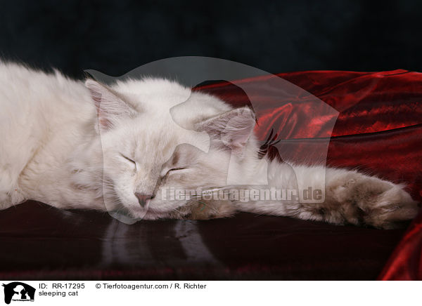 schlafende Katze / sleeping cat / RR-17295