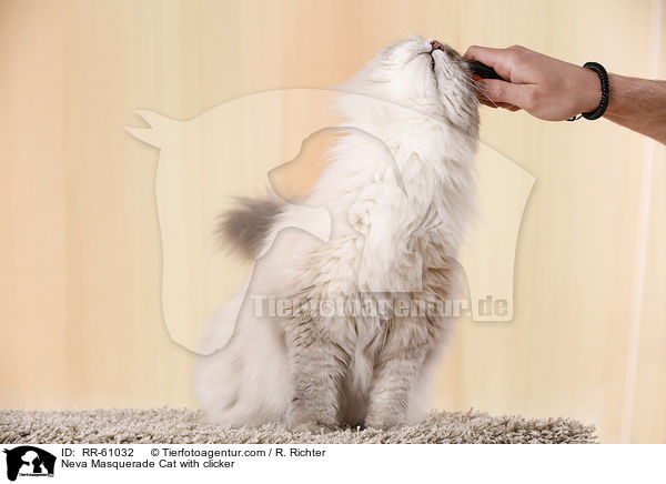 Neva Masquerade Cat with clicker / RR-61032