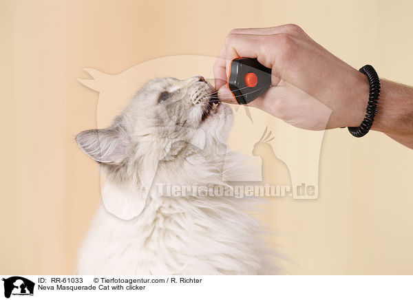 Neva Masquerade Katze mit Klicker / Neva Masquerade Cat with clicker / RR-61033