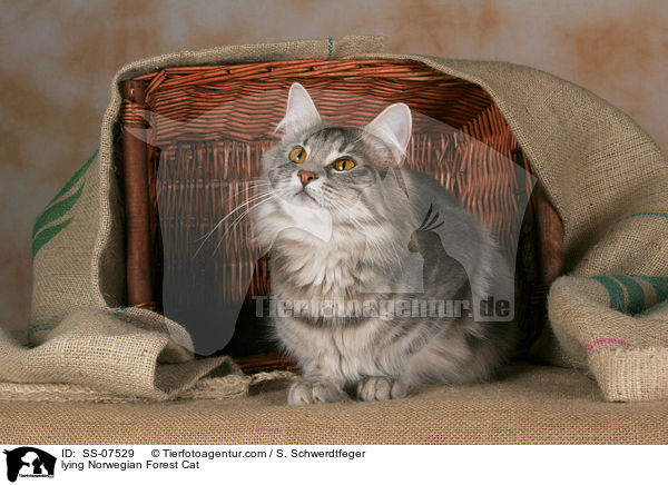 liegende Norwegische Waldkatze / lying Norwegian Forest Cat / SS-07529