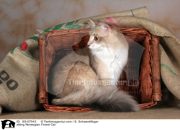 sitzende Norwegische Waldkatze / sitting Norwegian Forest Cat / SS-07543