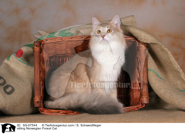 sitzende Norwegische Waldkatze / sitting Norwegian Forest Cat / SS-07544