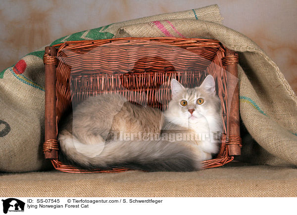 liegende Norwegische Waldkatze / lying Norwegian Forest Cat / SS-07545