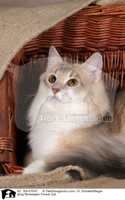 liegende Norwegische Waldkatze / lying Norwegian Forest Cat / SS-07547