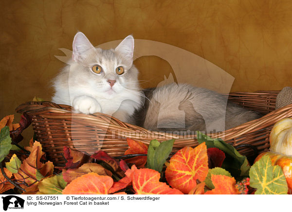 lying Norwegian Forest Cat in basket / SS-07551