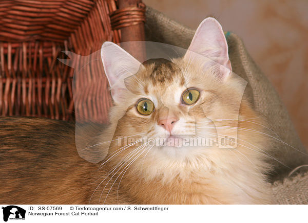 Norwegian Forest Cat Portrait / SS-07569