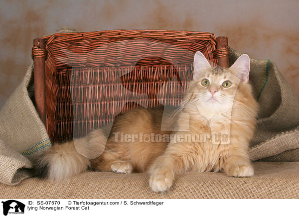 liegende Norwegische Waldkatze / lying Norwegian Forest Cat / SS-07570