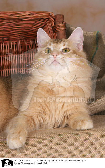 liegende Norwegische Waldkatze / lying Norwegian Forest Cat / SS-07571