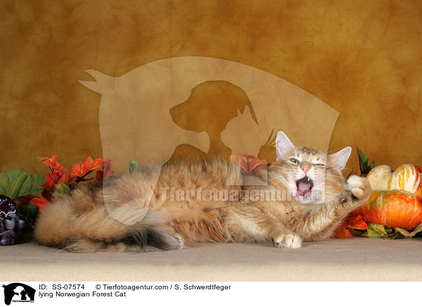 lying Norwegian Forest Cat / SS-07574