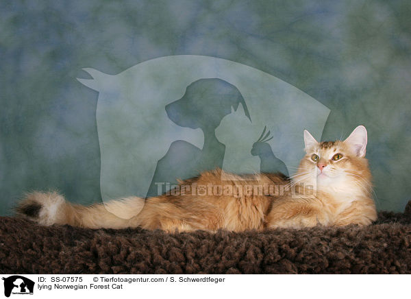 liegende Norwegische Waldkatze / lying Norwegian Forest Cat / SS-07575