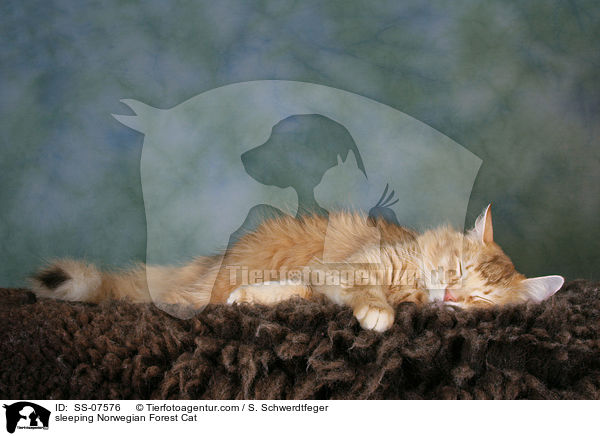 schlafende Norwegische Waldkatze / sleeping Norwegian Forest Cat / SS-07576