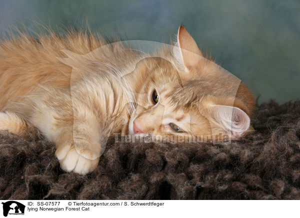 liegende Norwegische Waldkatze / lying Norwegian Forest Cat / SS-07577